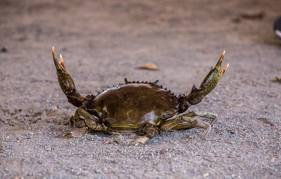 Australian Mud Crab