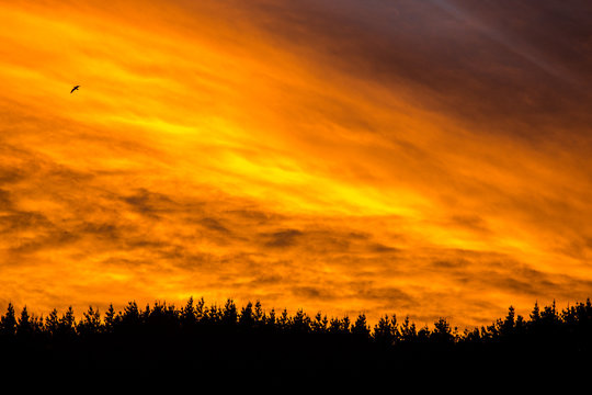 Epic fiery sunset above the tree line 1