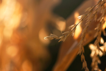 Corn Tassel Closeup