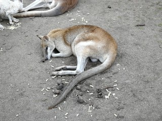 Naklejka na ściany i meble Känguru/Kangaroo