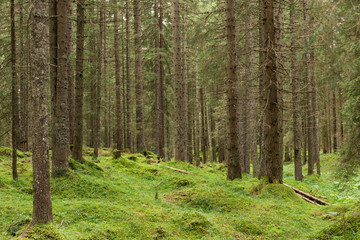 Sottobosco di montagna