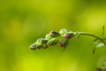 Pink Snapdragon Buds