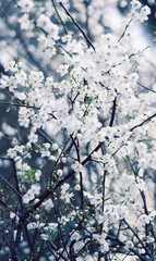 flower, white, spring, nature, blossom, plant, green, bloom