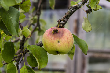 Farming, agriculture, ecology and remedy for trees diseases concept. Close - up of a red-green Apple, spoiled on one side and a wasp sitting on an Apple. Apple on a tree branch in the orchard.