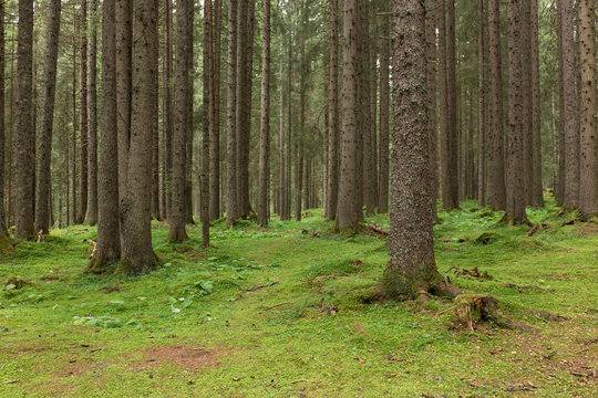 Sottobosco di montagna