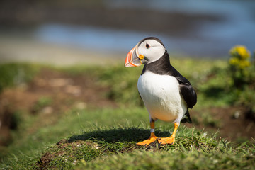Puffin bird ( Fratercula arctica ) sitting in the sun on the top of a cliff with green grass and a blue background on the Treshnish Isles Scotland