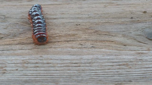 The big red caterpillar Goat Moth on wooden background. Cossus cossus.
