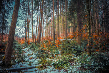 Frozen Forest