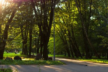 soft focus park outdoor natural environment concept with road for walking between trees and shadows in sunset colorful summer bright contrast time 