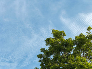 Top of the tree with the blue sky.