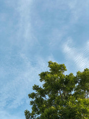 Top of the tree with the blue sky.