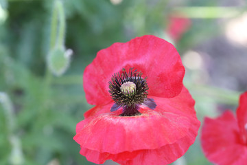 Red poppy, covered of yellow pollen on a blurred green background ..