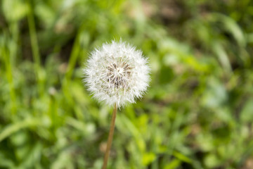 Big beautiful white fully faded dandelion in garden