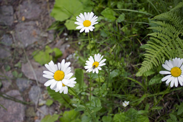 Big garden chamomiles in summer sunny garden