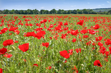 Fototapeta premium Poppyfield