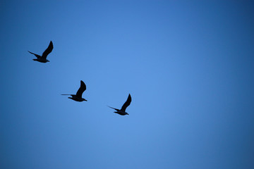 Three birds in formation