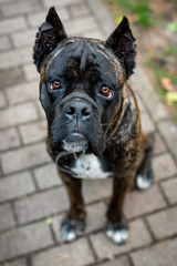 Very handsome young male Cane Corso.