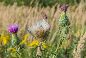 Osot, thistle. Cirsium