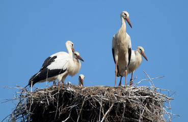 storks in the nest, birds in Poland