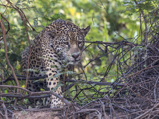 Jaguar emerging from the bush