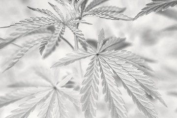  marijuana  background. bush cannabis.