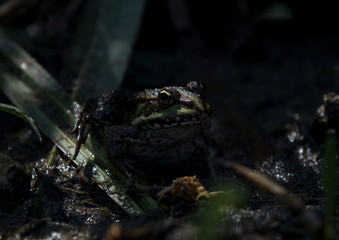frog in the shade of grass