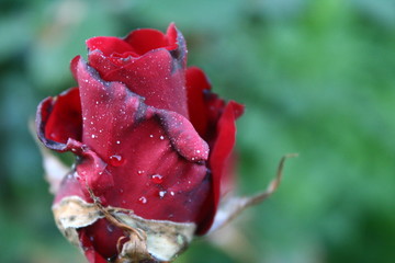 Red rose © Marta
