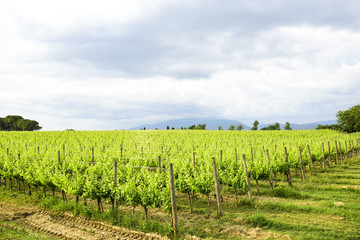 Fototapeta na wymiar Merlot and Sangiovese vineyard in the Italian countryside. Umbria