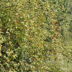 wild rose Bush grows ripe rose hips, the red berries of rose hips medicinal