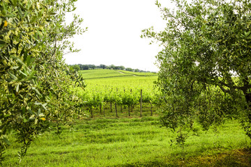 Naklejka premium Merlot and Sangiovese vineyard in the Italian countryside. Umbria