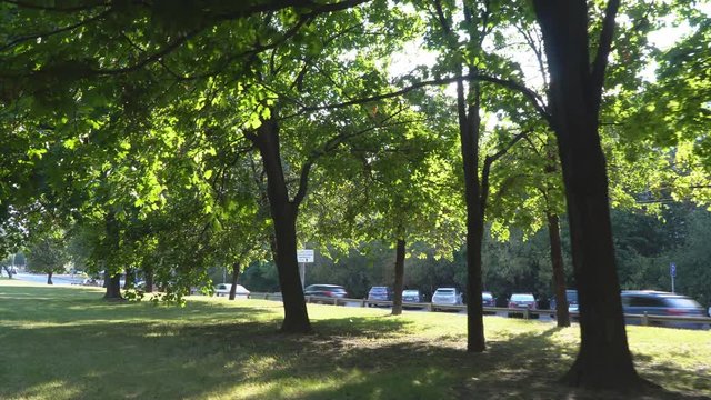 walking a shady Boulevard, along a busy street, on a pleasant summer day