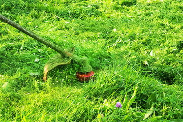 Mowing green wild grass field using brush cutter mower or power tool string lawn trimmer. To mow a grass with the trimmer. Trimer mows a lawn. Care of a lawn.