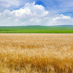 Wheat field and blue sky with light clouds