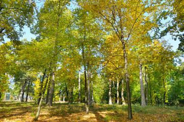 Obraz premium Autumn forest and fallen yellow leaves.