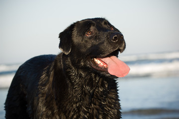 Black Labrador Retriever dog outdoor portrait at ocean beach