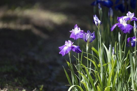 Tokyo - iris blooming in Shobuda