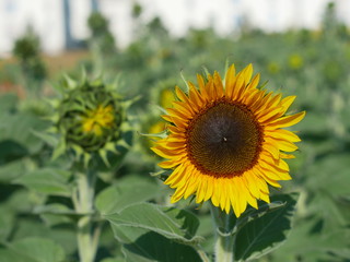 Sonnenblumenfeld mit Bokeh