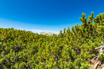 Fototapeta na wymiar Slovenia mountains above the pine tree in foreground. Fresh pines with Slovenia mountain in Triglav national park.
