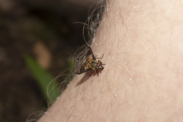 horsefly on hand