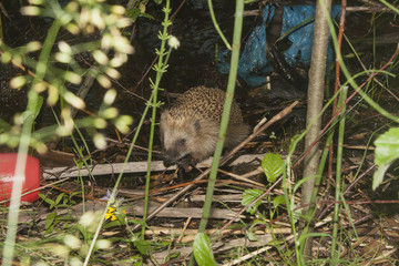 hedgehog, garbage, forest landscape