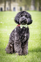 black cockapoo with green dicky bow posing on grass lawn