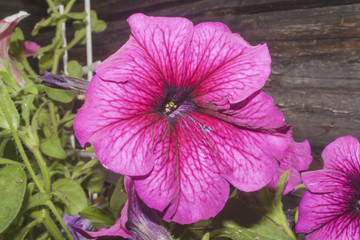 petunia flower close-up