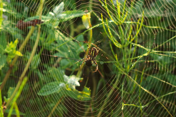 Spider