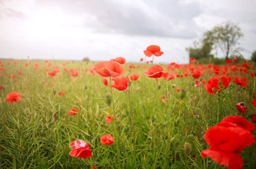 Field of wild flowering red poppies in country on sky background