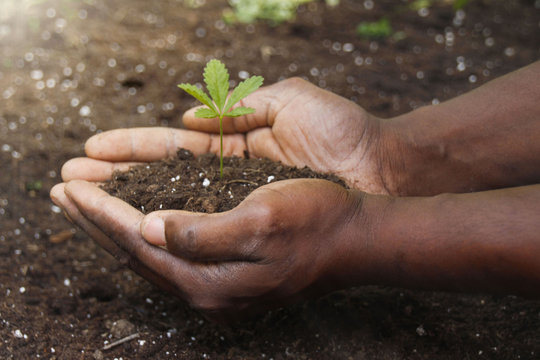 Plant in soil held in Hands, Ecology concept and Nature Background