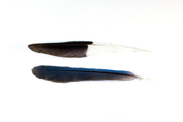 Wild Bird Feathers - Found Nature Objects