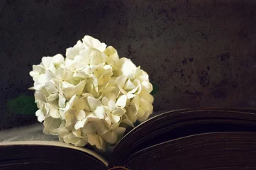 Photo sur Plexiglas Fleurs Sympathy card. White snowball flower on dark grunge background