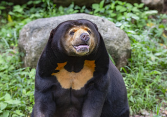 Malayan sun bear