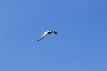 Seagull in the sky. The bird flies in the sky. A sea bird a seagull is flying across the sky. Photo of a bird in flight.
