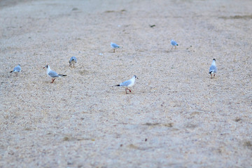 Gulls on the beach. A seagull bird is walking on the beach. Many gulls walk along the sand on the beach near the sea. Evening beach with seagulls on the sand.